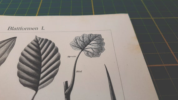 1907年ヴィンテージ葉っぱリトグラフイラスト - Etsy 日本