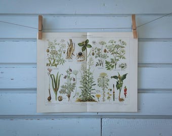 1907 Vintage Poisonous Plants Chromolithograph Illustration