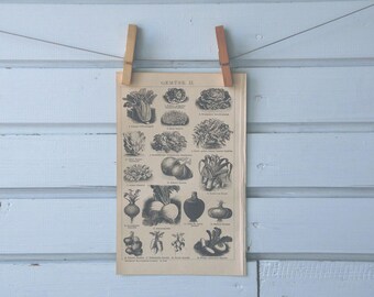 1894 Vintage Vegetables Lithograph Illustration