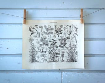 1907 Vintage Medicinal Plants Lithograph Illustration