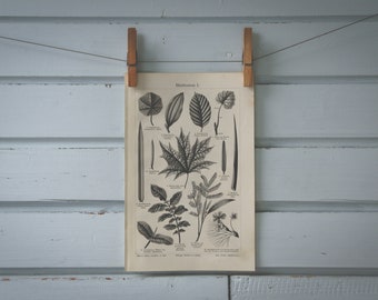1907 Vintage Leaves Lithograph Illustration