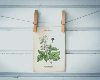 1894 Vintage European Dewberry Chromolithograph Illustration