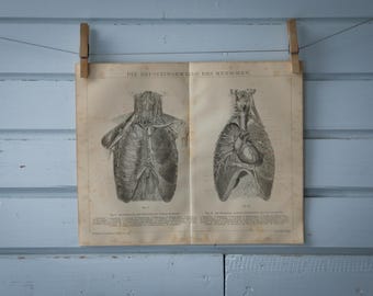 1887 Vintage Thorax Chromolithograph Illustration