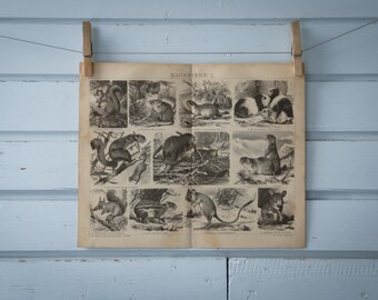 1887 Vintage Rodents Lithograph Illustration