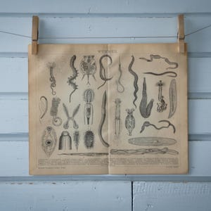 1887 Vintage Worms Lithograph Illustration