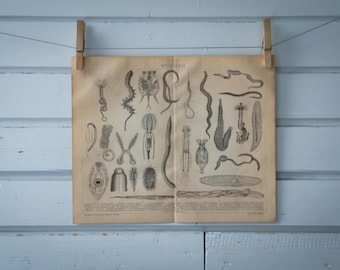 1887 Vintage Worms Lithograph Illustration