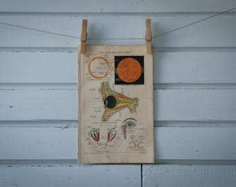 1887 Vintage Anatomy of an Eye Chromolithograph Illustration