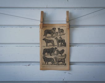 1921 Vintage Dogs Illustration