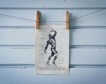 1936 Vintage Muscular System Illustration
