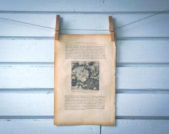 1884 Vintage Moon Illustration