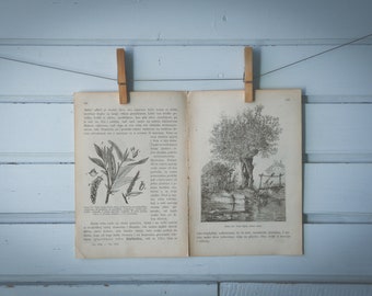 1903 Vintage White Willow Illustration