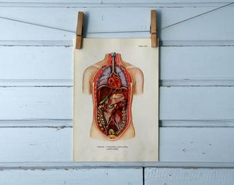 1957 Vintage Internal Organs Illustration