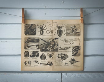 1887 Vintage Mollusks Lithograph Illustration