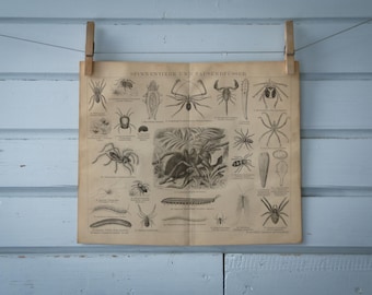 1887 Vintage Arachnids & Centipedes Lithograph Illustration