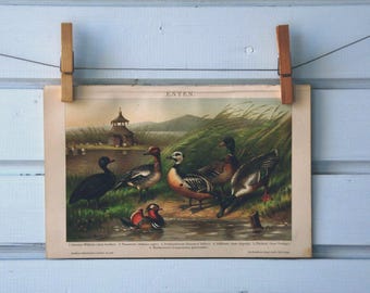 1894 Vintage Ducks Chromolithograph Illustration