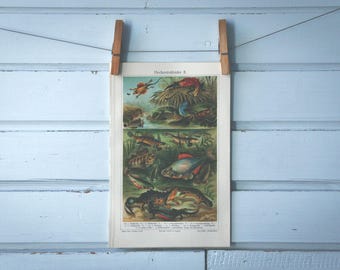 1907 Vintage Freshwater Marsh Chromolithograph Illustration
