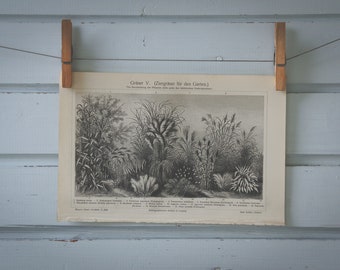 1907 Vintage Ornamental Grasses Lithograph Illustration