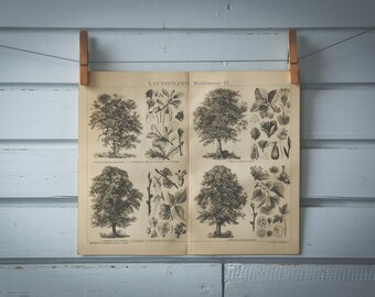 1887 Vintage Deciduous Trees Lithograph Illustration