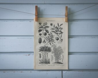1907 Vintage Nonfood Crops Lithograph Illustration