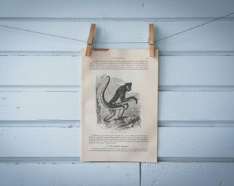 1897 Vintage Spider Monkey Lithograph Illustration