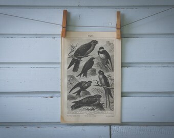 1907 Vintage Swifts Lithograph Illustration