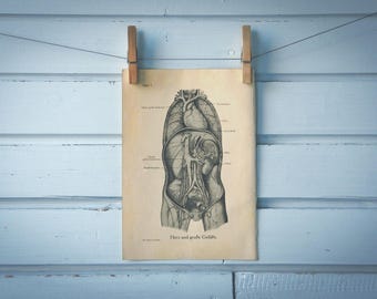 1925 Vintage Internal Organs Illustration