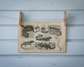 1887 Vintage Amphibians Lithograph Illustration