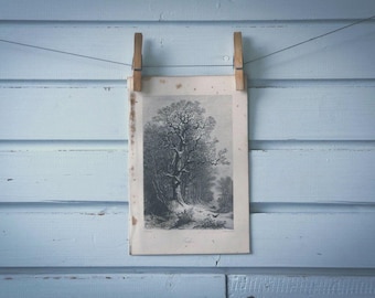 Rare find* 1871 Vintage Oak Lithograph Illustration