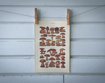 1936 Vintage Mushrooms Illustration