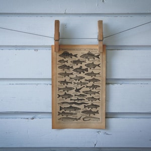 1921 Vintage Freshwater Fish Illustration