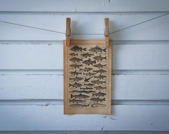 1921 Vintage Freshwater Fish Illustration