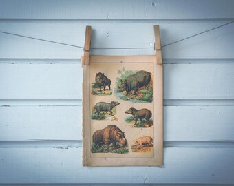 1897 Vintage Ungulates Chromolithograph Illustration