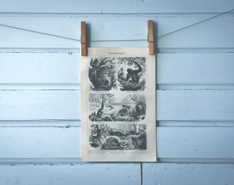 1907 Vintage Animal Dwellings Lithograph Illustration