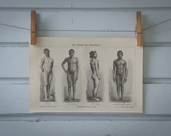 1907 Vintage Male Proportions Chromolithograph Illustration