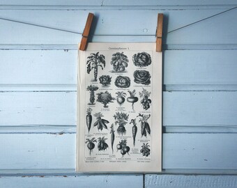 1907 Vintage Vegetables Lithograph Illustration