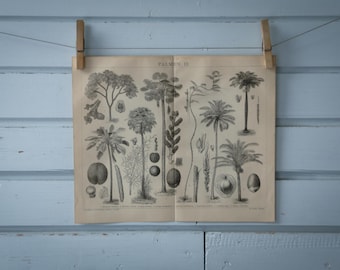 1887 Vintage Palm Tree Lithograph Illustration