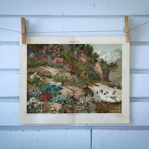1907 Vintage Flora of the Alps Chromolithograph Illustration
