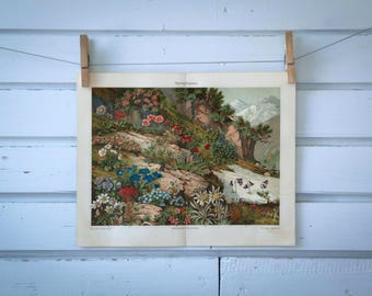 1907 Vintage Flora of the Alps Chromolithograph Illustration