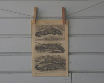 1894 Vintage Crocodiles Lithograph Illustration