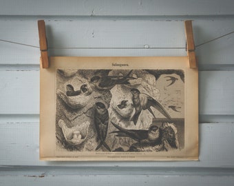 1890 Vintage Glossy Swiftlet Lithograph Illustration