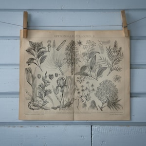 1887 Vintage Medicinal Plants Lithograph Illustration