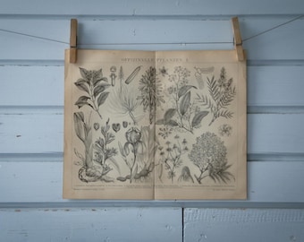 1887 Vintage Medicinal Plants Lithograph Illustration