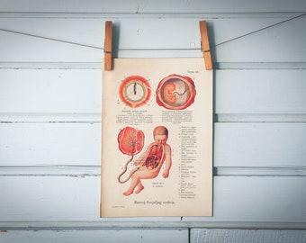 1926 Vintage Embryology Illustration