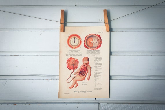 1926 Vintage Embryology Illustration