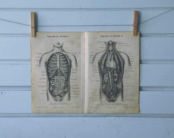 1890 Vintage Internal Organs Chromolithograph Illustration