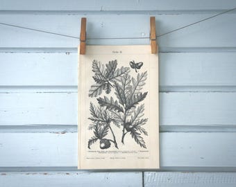 1907 Vintage Oak Lithograph Illustration