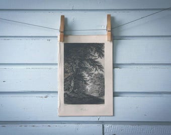 Rare find* 1871 Vintage Hornbeam Lithograph Illustration