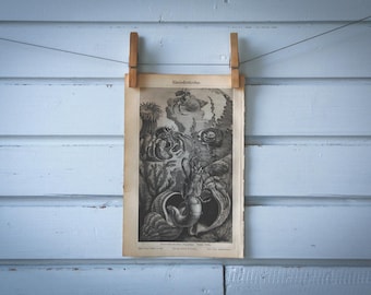 1890 Vintage Hermit Crab Lithograph Illustration