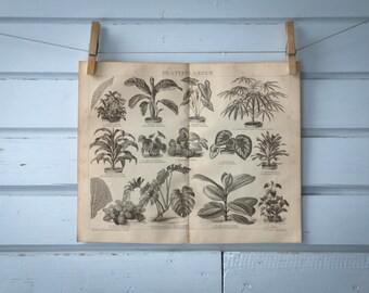 1887 Vintage Foliage Plants Lithograph Illustration