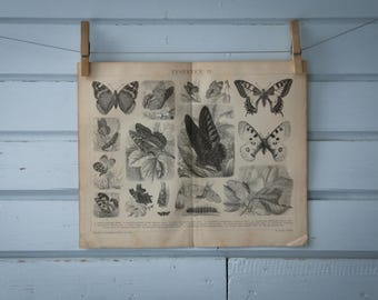 1887 Vintage Butterflies Lithograph Illustration